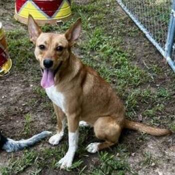Brinley -  Mixed Breed Dog for Adoption in Poplar Bluff, Missouri - Brinley | PetCurious