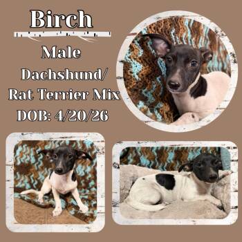 Birch -  Dachshund and Rat Terrier Dog for Adoption in Caldwell, Texas - Birch | PetCurious