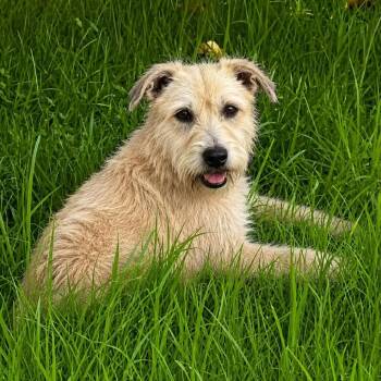 Lola G -  Wheaten Terrier and Schnauzer Dog for Adoption in San Diego, California - Lola G | PetCurious