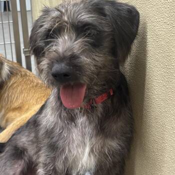 Riley -  Terrier and Mixed Breed Dog for Adoption in Lenoir, North Carolina - Riley | PetCurious