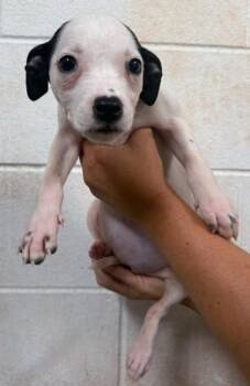 Austin -  Labrador Retriever and Mixed Breed Dog for Adoption in Morristown, New Jersey - Austin | PetCurious