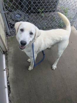 Tucker -  Labrador Retriever Dog for Adoption in Lock Haven, Pennsylvania - Tucker | PetCurious