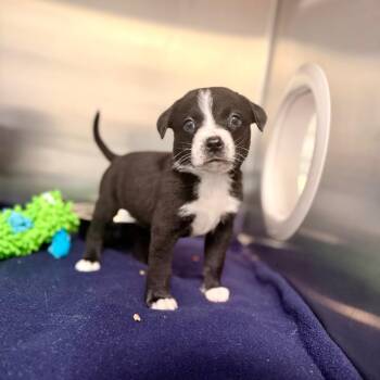 Buns -  Mixed Breed Dog for Adoption in Riverwoods, Illinois - Buns | PetCurious
