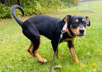 Hazelnut -  Mixed Breed Dog for Adoption in Brooks, Maine - Hazelnut | PetCurious