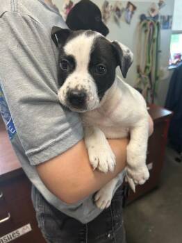 Pit Bull Terrier Dogs Available for Adoption in Gautier, Mississippi - Booberry | PetCurious