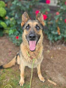 Rescue German Shepherd Dog Dogs for Adoption in Douglasville, Georgia - Keeva + | PetCurious