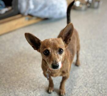 Chihuahua Dogs Available for Adoption - Princess | PetCurious