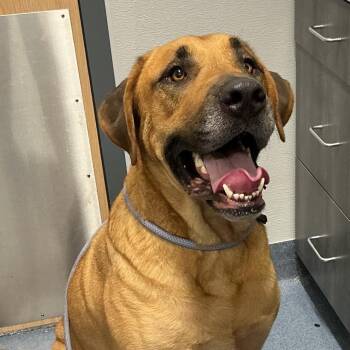 Lindo -  Mastiff and Mixed Breed Dog for Adoption in Saint Joseph, Missouri - Lindo | PetCurious