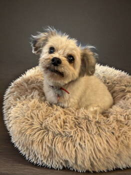 Rescue Yorkshire Terrier and Poodle Dogs for Adoption in Nashville, Tennessee - Lucy | PetCurious