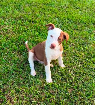 Reyna -  Australian Shepherd Dog for Adoption in Glocester, Rhode Island - Reyna | PetCurious