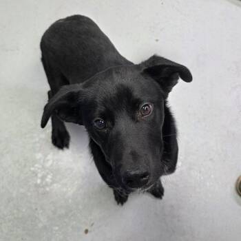 Australian Cattle Dog Blue Heeler Dogs Available for Adoption - Bob | PetCurious