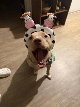 Goofy Goober- IN FOSTER -  Mixed Breed Dog for Adoption in Chamblee, Georgia - Goofy Goober- IN FOSTER | PetCurious