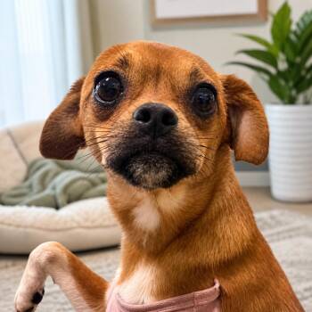 Chihuahua Dogs Available for Adoption in Boca Raton, Florida - Eddie  | PetCurious