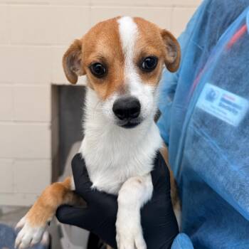 Spring -  Chihuahua Dog for Adoption in Reno, Nevada - Spring | PetCurious