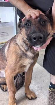 LUKE CAGE -  German Shepherd Dog Dog for Adoption in San Bernardino, California - LUKE CAGE | PetCurious