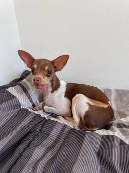 Xavier -  Chihuahua Dog for Adoption in Los Angeles, California - Xavier | PetCurious