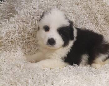 Great Pyrenees and Anatolian Shepherd Dogs Available for Adoption in Holly Springs, North Carolina - Aurora - Disney Litter | PetCurious