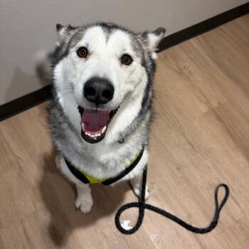 Izzy -  Alaskan Malamute Dog for Adoption in Norman, Oklahoma - Izzy | PetCurious