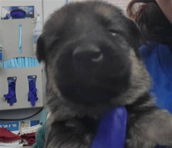 Rescue Mixed Breed Dogs for Adoption in Dallas, Texas - HERA | PetCurious