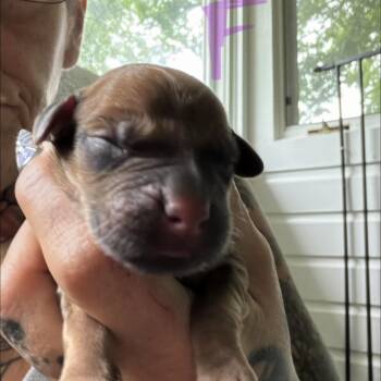 NY Ainsleigh Avail Jul 25 (4H Putnam County Fair Carmel NY) -  Yellow Labrador Retriever and Golden Retriever Dog for Adoption in Eastford, Connecticut - NY Ainsleigh Avail Jul 25 (4H Putnam County Fair Carmel NY) | PetCurious