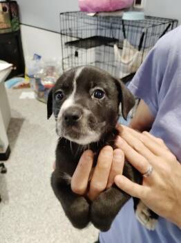 Stripe -  Pit Bull Terrier Dog for Adoption in Republic, Missouri - Stripe | PetCurious