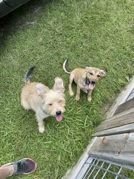 Rescue Cairn Terrier and Shepherd Dogs for Adoption in Conroe, Texas - Loretta (Amie