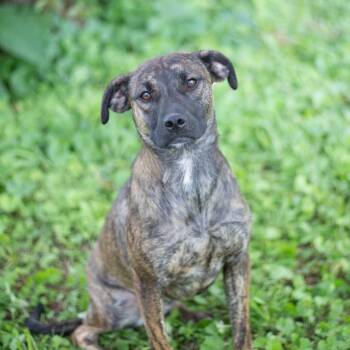 Alexa -  Terrier and Mixed Breed Dog for Adoption in Brownsboro, Alabama - Alexa | PetCurious
