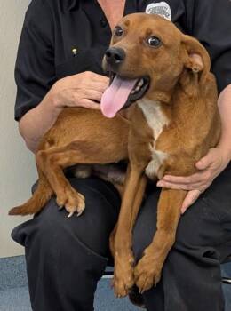 Retriever and Mixed Breed Dogs Available for Adoption in Taylorsville, North Carolina - Eli | PetCurious