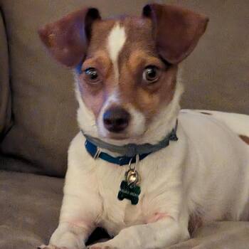 Rusty -  Chihuahua and Dachshund Dog for Adoption in Festus, Missouri - Rusty | PetCurious