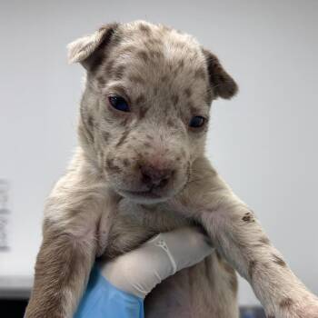 Mixed Breed Dogs Available for Adoption in Bentonville, Arkansas - Giraffe | PetCurious