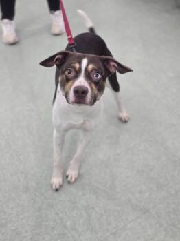Banjo hold until 7/11/26 -  Mixed Breed Dog for Adoption in Danielsville, Georgia - Banjo Hold Until 7/11/26 | PetCurious