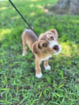 Jett -  Wirehaired Terrier and Mixed Breed Dog for Adoption in Aiken, South Carolina - Jett | PetCurious