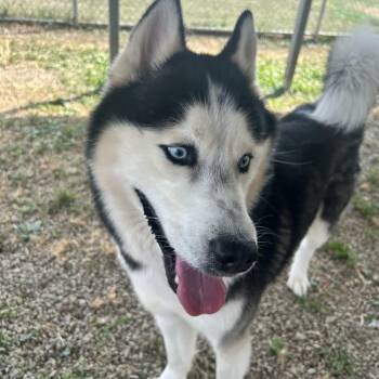 Viserys -  Husky Dog for Adoption in Uniontown, Pennsylvania - Viserys | PetCurious