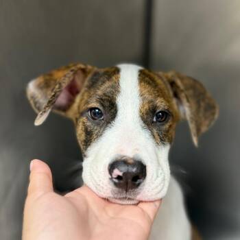 Fiji -  Hound and Retriever Dog for Adoption in Birmingham, Alabama - Fiji | PetCurious