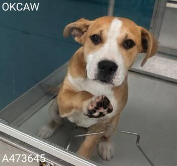 Hound and Labrador Retriever Dogs Available for Adoption in Oklahoma City, Oklahoma - BAILEY | PetCurious