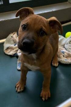 Shepherd and Terrier Dogs Available for Adoption in San Antonio, Texas - Elliott | PetCurious