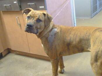 Pit Bull Terrier and Mixed Breed Dogs Available for Adoption - WAYLON MYERS | PetCurious