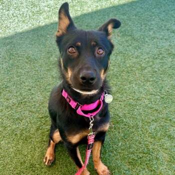 Australian Kelpie Dogs Available for Adoption in Walnut Creek, California - Dolphin | PetCurious