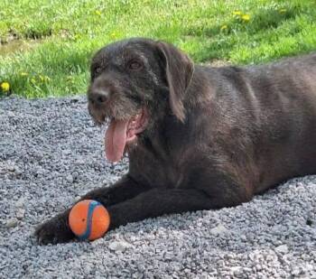 Magnolia- Foster Home Needed -  German Wirehaired Pointer Dog for Adoption in Wood Dale, Illinois - Magnolia- Foster Home Needed | PetCurious