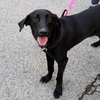 Rubel -  Mixed Breed Dog for Adoption in Warwick, Rhode Island - Rubel | PetCurious
