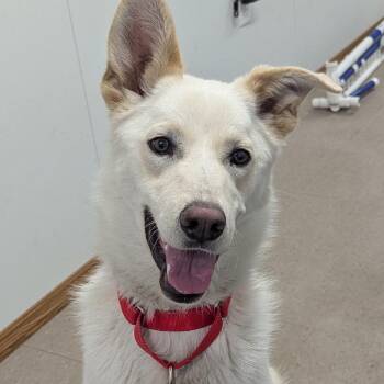 Husky and Shepherd Dogs Available for Adoption - Whisper | PetCurious