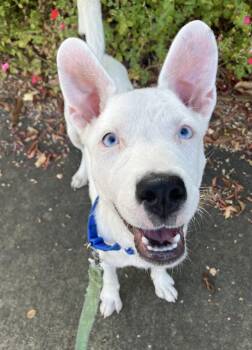 Pixie -  Terrier Dog for Adoption in Davis, California - Pixie | PetCurious