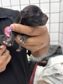 pup 5 -  Mixed Breed Dog for Adoption in El Paso, Texas - Pup 5 | PetCurious