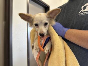 Chihuahua Dogs Available for Adoption in Ontario, California - MYRA | PetCurious