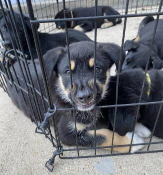 Rescue Mixed Breed Dogs for Adoption in Saskatoon, Saskatchewan - Queen | PetCurious