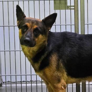Bea2050/ Luna -  Shepherd Dog for Adoption in San Jacinto, California - Bea2050/ Luna | PetCurious