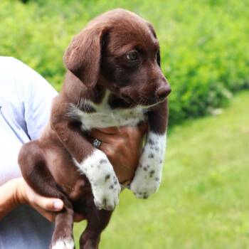 CT Coach -  Labrador Retriever and Mixed Breed Dog for Adoption in Eastford, Connecticut - CT Coach | PetCurious