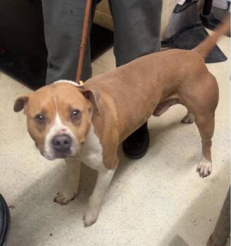 Don -  American Staffordshire Terrier and American Bulldog Dog for Adoption in Albany, Georgia - Don | PetCurious