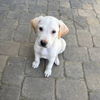 Retriever Dogs Available for Adoption in Waxhaw, North Carolina - Huck | PetCurious