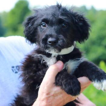 CT Pippin avail July 18 -  Australian Shepherd and Mixed Breed Dog for Adoption in Stormville, New York - CT Pippin Avail July 18 | PetCurious